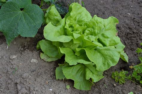 Free Images Food Salad Green Produce Soil Lettuce Bed Collard