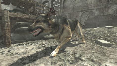 Attack Dogs Killstreak Call Of Duty Wiki Fandom Powered By Wikia