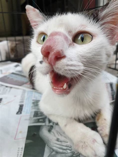 Check spelling or type a new query. CARA MERAWAT SPORO KUCING | Cerita Budak Sepet