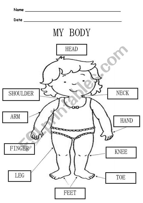 My Body Esl Worksheet By Carolica22
