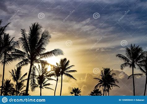 Palm Trees Silhouetted Against Beautiful Sunlight Background Stock