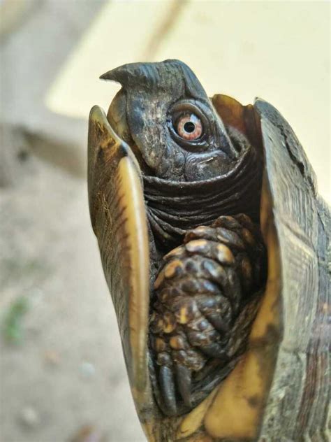 Tortuga De Monte En Julio Por Mata Naturalista Mexico