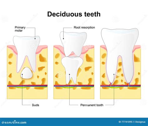 Primary Tooth And Permanent Tooth Process Is Root Resorption Stock