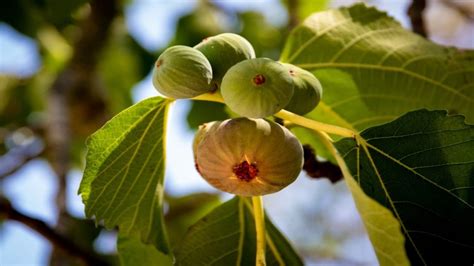 7 Fruit Bearing Plants You Can Grow In Your Home Garden