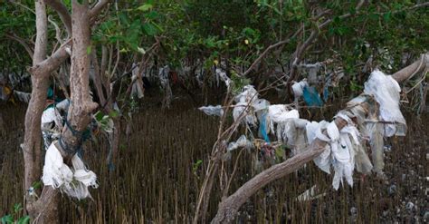 Gabon The Degradation Of The Mindoubé Mangrove Reaches Its Alert Level