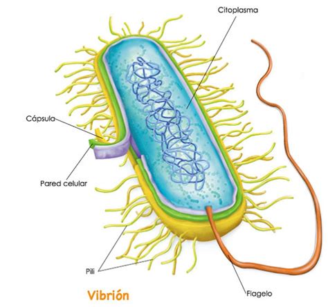 Los Cinco Reinos De La Biología Reino Monera