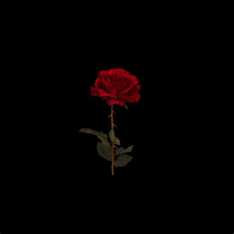 Aesthetic Black And Red Rose Wallpaper