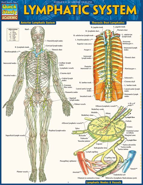 Barcharts Lymphatic System Quick Study Guide