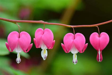 About bleeding hearts bleeding heart grows best in cool, moist conditions. Bleeding Heart Plant Care Guide and Growing Tips - MORFLORA