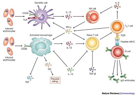 malaria - Humpath.com - Human pathology