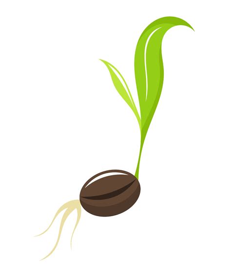 Seed Png Transparent Images Png All