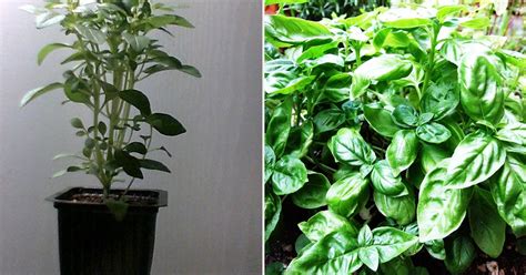 We did not find results for: Crotons World: Ada Apa Pada Pokok Selasih? Pokok Ulam Yang ...