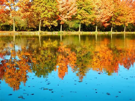 Beautiful Autumnal Trees Reflection On Water Stock Photo Image Of