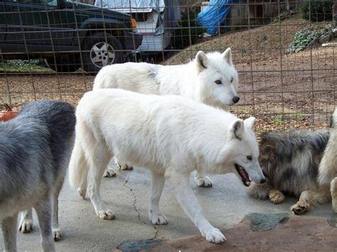 Rare White Arctic Wolf Cubs For Sale For Sale Adoption