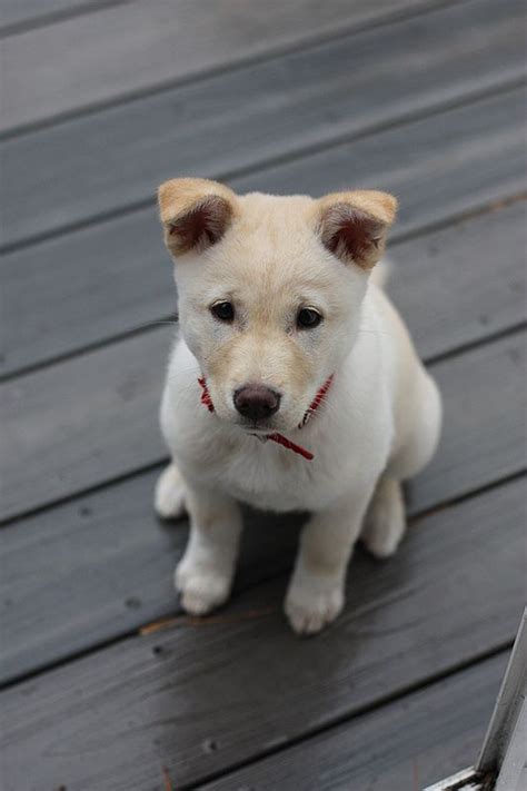 Regular price $129 sale price $129 sale. handsomedogs | Jindo dog, Dog breeds, Cute dogs