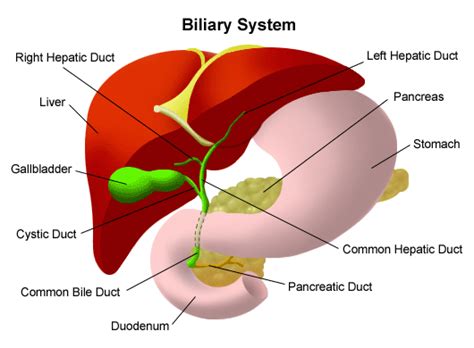 The gallbladder is hidden behind the liver. Cancer, bile duct. Causes, symptoms, treatment Cancer ...