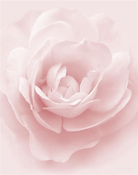Pastel Pink Rose Flower Photograph By Jennie Marie Schell