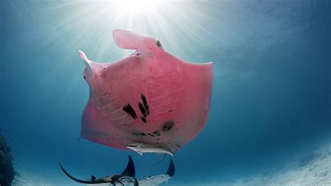 How Did This Rare Pink Manta Photographed In Australia Get Its Color