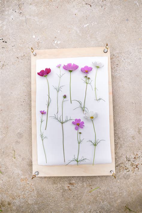 How To Make A Flower Press And Display Your Pressed Flowers