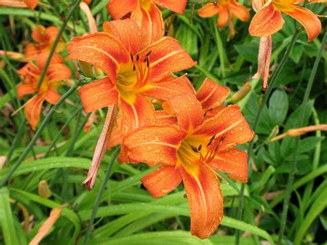 10 Wild Orange Day Lilly Plants Root System Only Twany Etsy