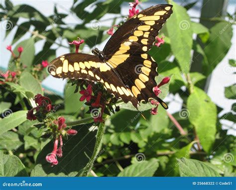 Farfalla Gigante Di Swallowtail Fotografia Stock Immagine Di Ciclo
