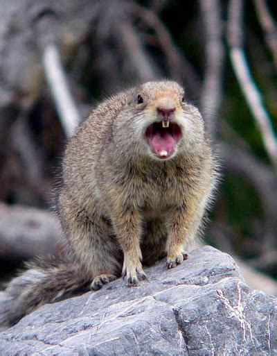 You thought chinchillas were menacing, well now you shall cower before. Evil Mutant Attack Squirrel
