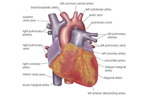 32 Label This Anterior View Of The Human Heart Labels Design Ideas 2020