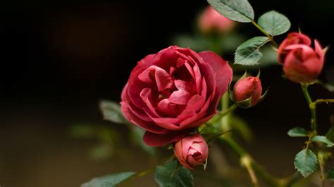 Red Rose Blooming Flower