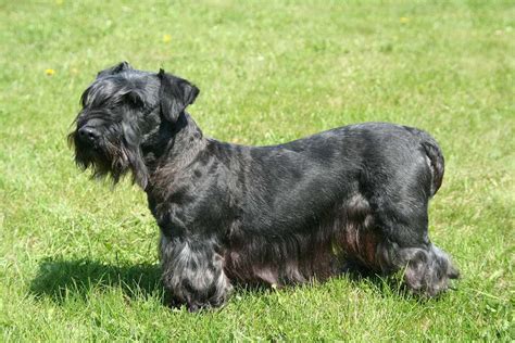 Cesky Terrier Full Profile History And Care