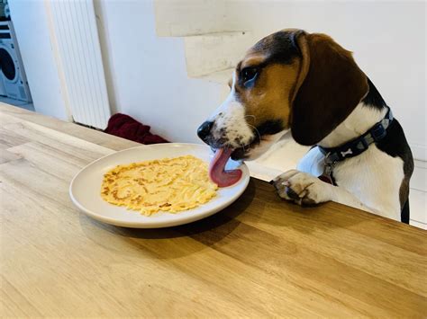 We want every step to be ensuring and delightful for you. Beagle Dog beagle dog for sale beagles for sale online ...
