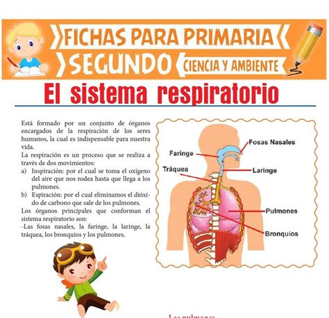 Aqu Podr S Descargar Esta Ficha De Sistema Respiratorio Preparado Para Sistema Respiratorio