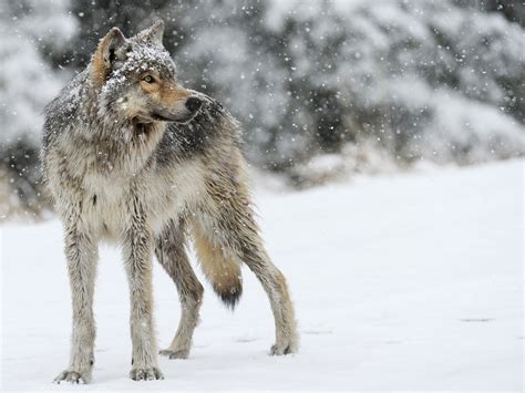 Wolf Wolves Predator Carnivore Winter Snow Wallpapers Hd Desktop
