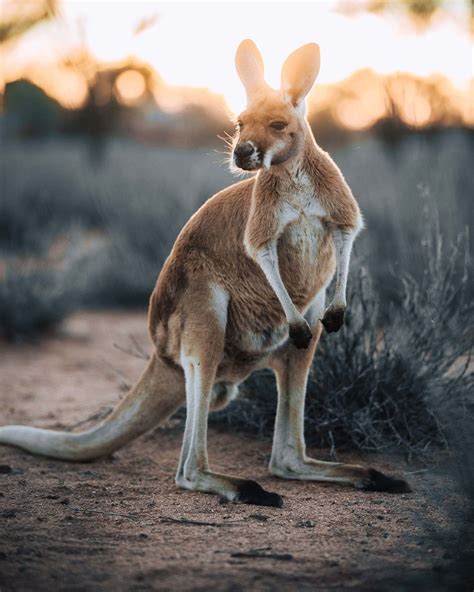 Pin On Cute Aussie Animals