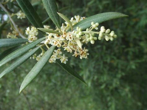 May 21, 2019 · marshmallows can also be made from the green seed pods after the edible flowers have been pollinated by local bees (and the bees really love these flowers). Olive Tree Flower. Now I know what they look like. | Olive ...