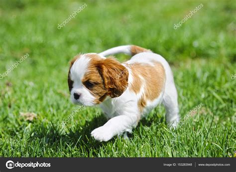 Cavalier King Charles Spaniel Puppy In Garden Stock Photo By ©foto