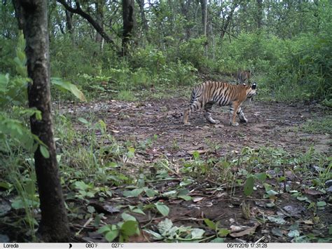 Tiger Monitoring In Parsa National Park Wildcats Conservation Alliance