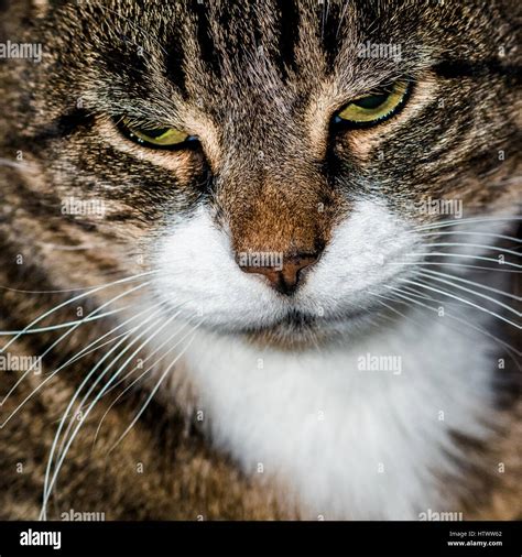 The Cat Face Stock Photo Alamy