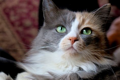 Dilute Calico Cat Laurie Daugherty Flickr