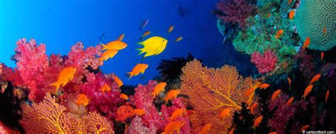 Fiji Marine Life