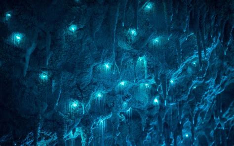 Carnivorous Glowworms Turn Caves Into Stunning Starscapes Long