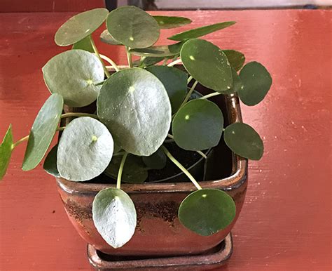 I am aware the plant is going to die. Indoor House Plant Names - Plants indoors ...
