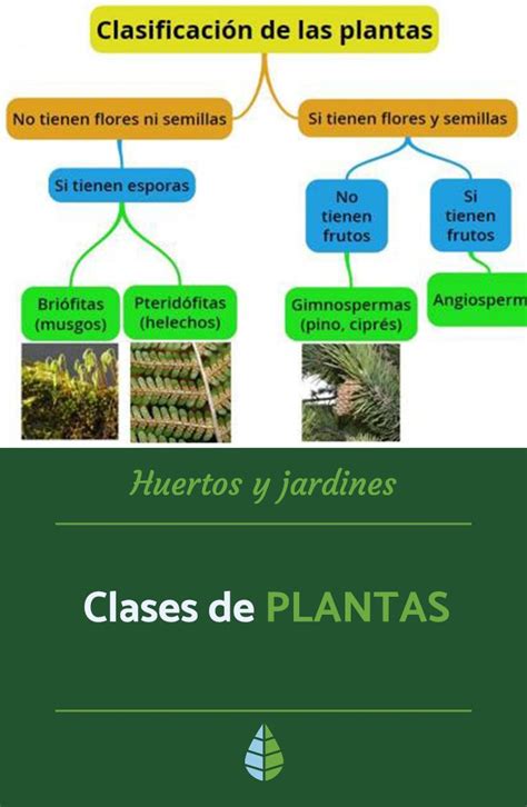 Tipos o Clases de Plantas Clasificación por Tamaño Reproducción y