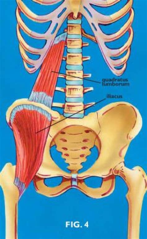 The Psoas Psubstitutes Part 4 Massage Therapy Articles