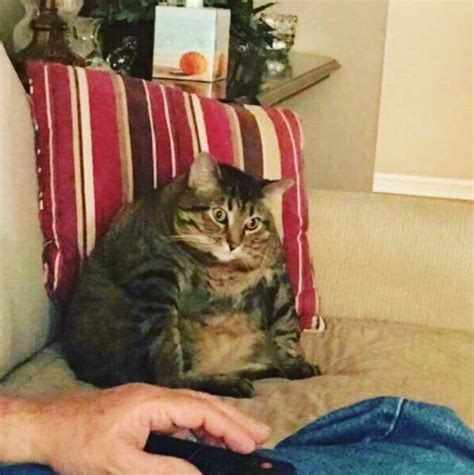10 Absolute Chubbiest Cats That Will Make Your Day