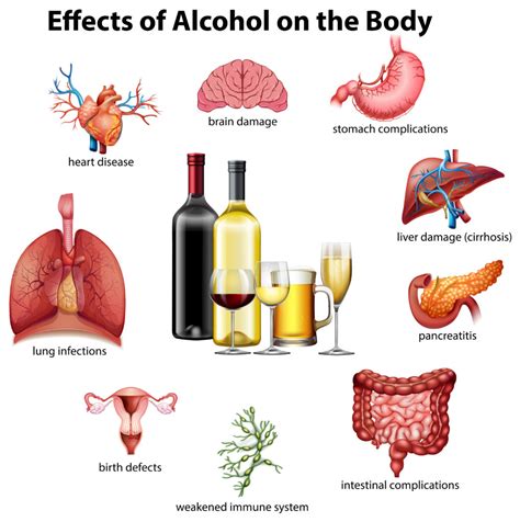 Que Parte Del Cuerpo Afecta El Alcohol ️ Mentalidad Humana