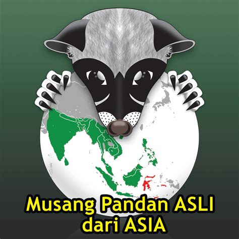 Suara anakan musang pandan cocok untuk memikat musang liar. Rumah Careuh: I. Musang Pandan