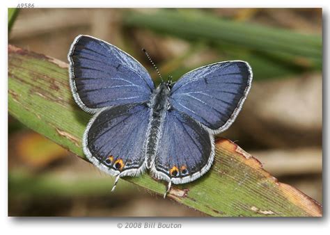Eastern Tailed Blue Butterflies Of Tucson Arizona · Inaturalist Nz
