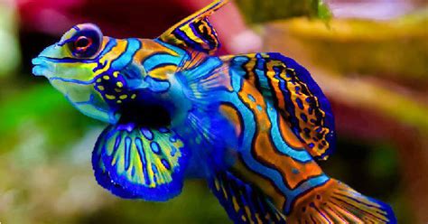 Set pompa aquarium yang lengkap dengan penggunaan filter untuk hasil bersih. Ragam Ikan Hias Yang Bagus Dipelihara Di Akuarium - Aneka ...