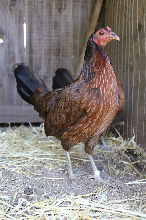 Harold Brown Leiper Hen | Game fowl, Beautiful chickens, Fancy chickens