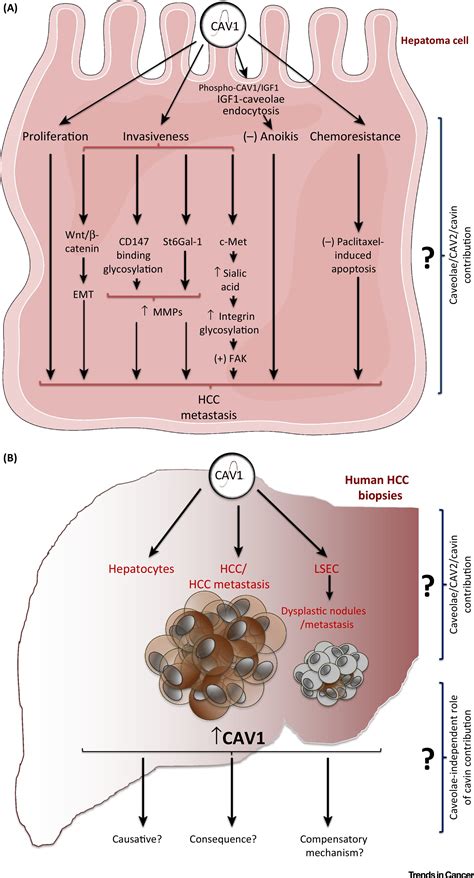 Filling The Gap On Caveolin 1 In Liver Carcinogenesis Trends In Cancer